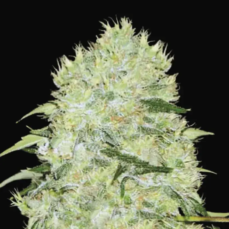 Bubblegum Extra