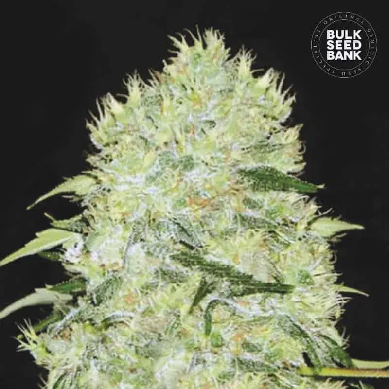 Bubblegum Extra