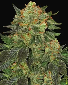 Bubblegum