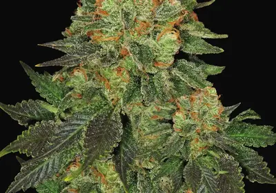 Bubblegum