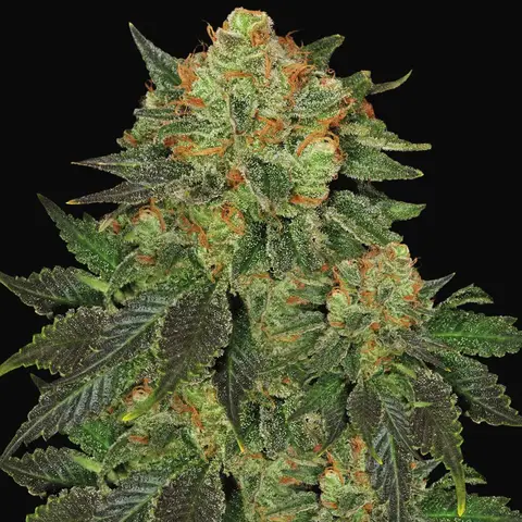 Bubblegum