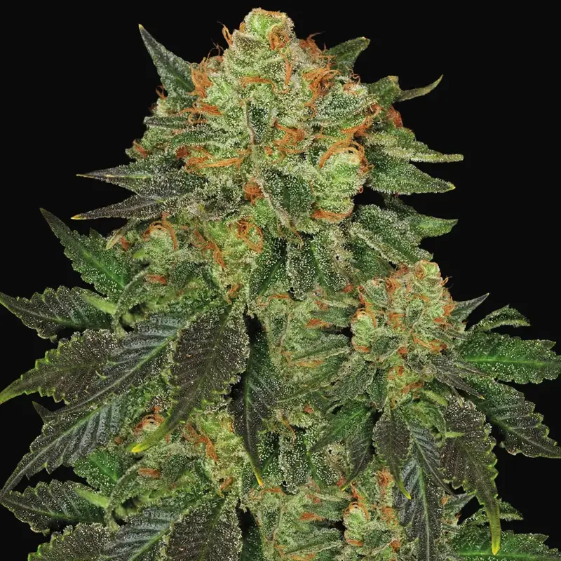 Bubblegum