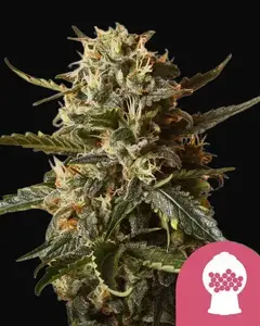 Bubblegum XL