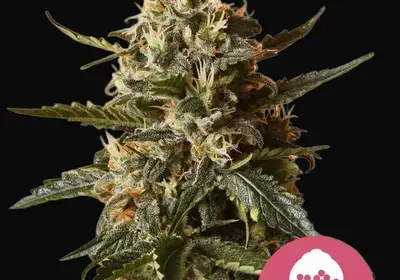 Bubblegum XL