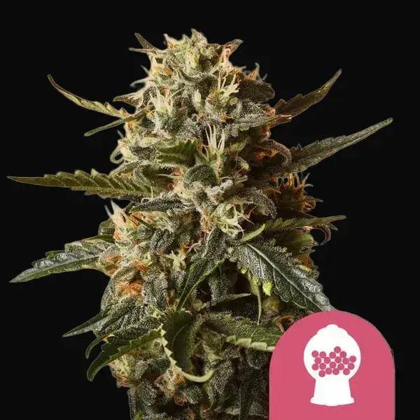 Bubblegum XL