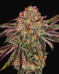 BubbleGummieZ