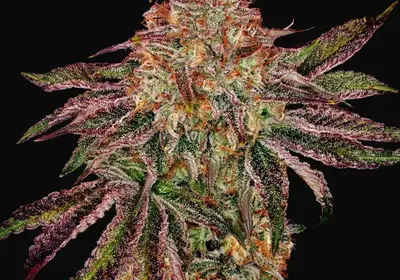 BubbleGummieZ