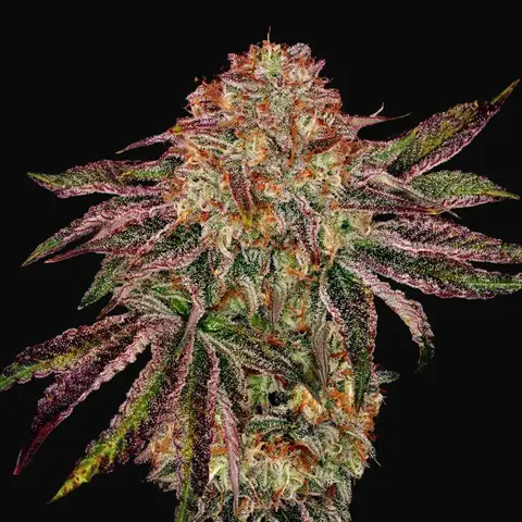 BubbleGummieZ
