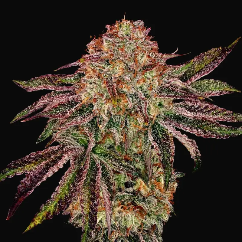 BubbleGummieZ