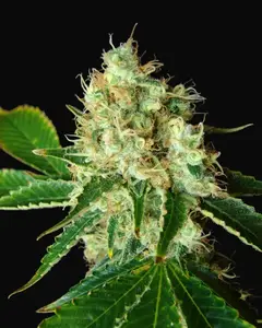 Bubblicious