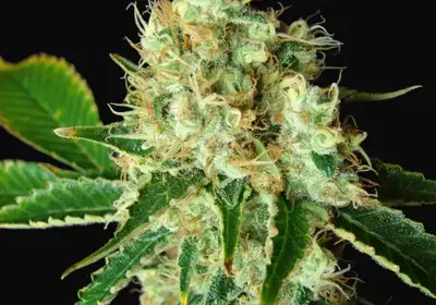 Bubblicious
