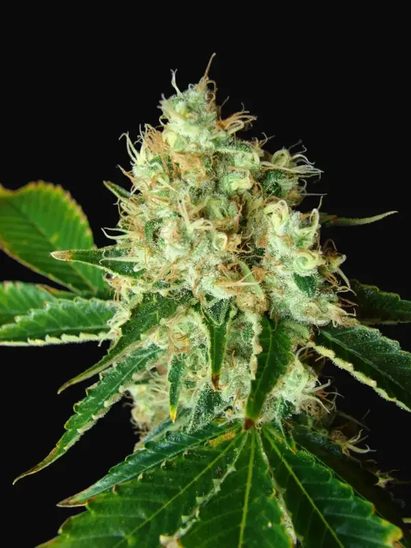 Bubblicious