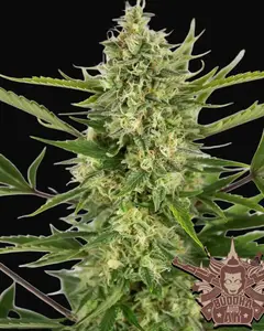 Buddha Auto AK
