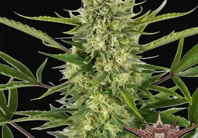 Buddha Auto AK