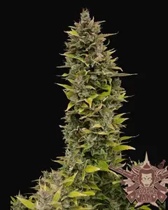 Buddha AK