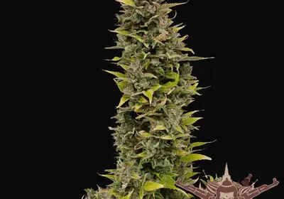 Buddha AK