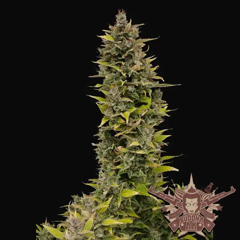 Buddha AK