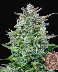 Buddha Auto Amnesia