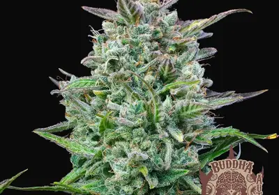 Buddha Auto Amnesia