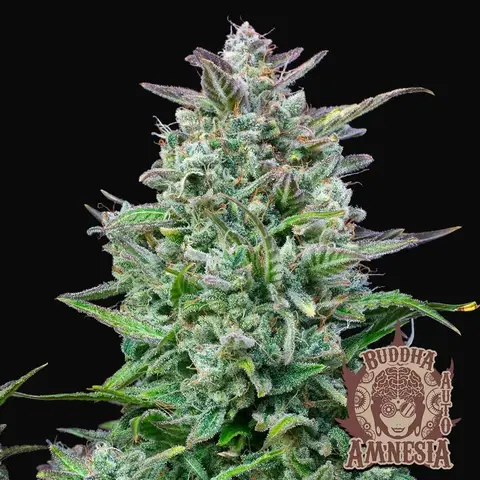 Buddha Auto Amnesia