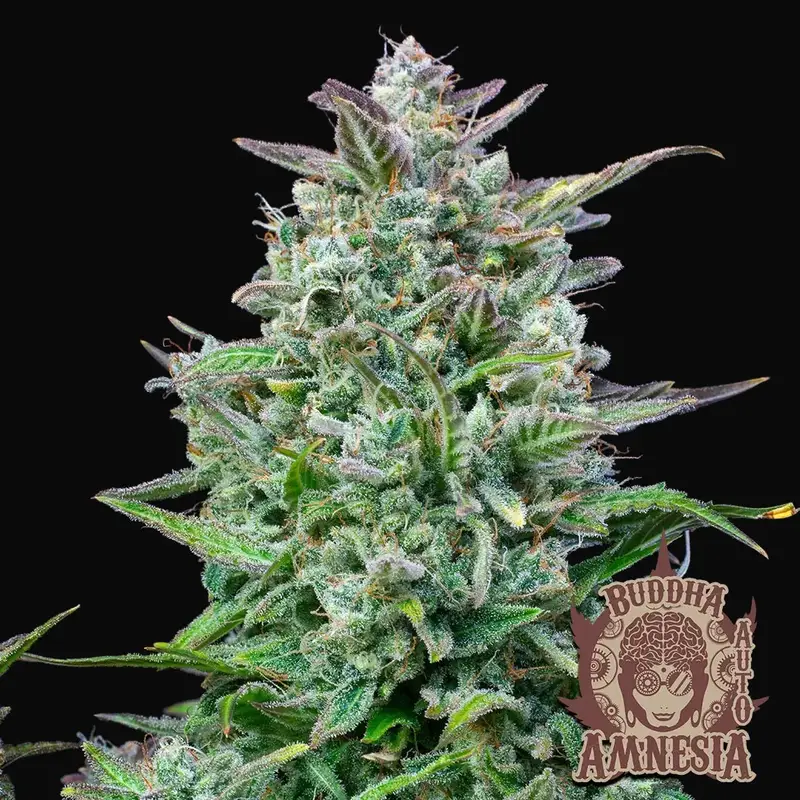 Buddha Auto Amnesia