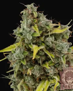 Buddha Amnesia
