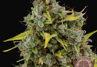 Buddha Amnesia
