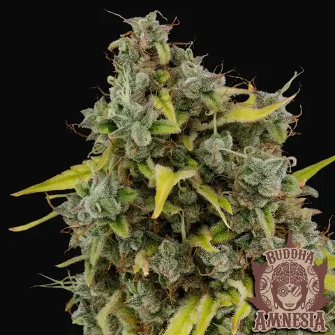 Buddha Amnesia