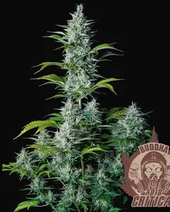Buddha Auto Critical