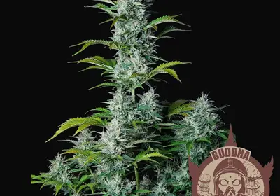 Buddha Auto Critical