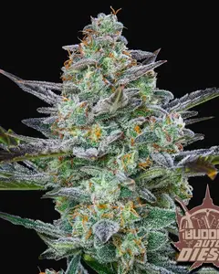 Buddha Auto Diesel