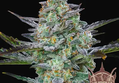 Buddha Auto Diesel