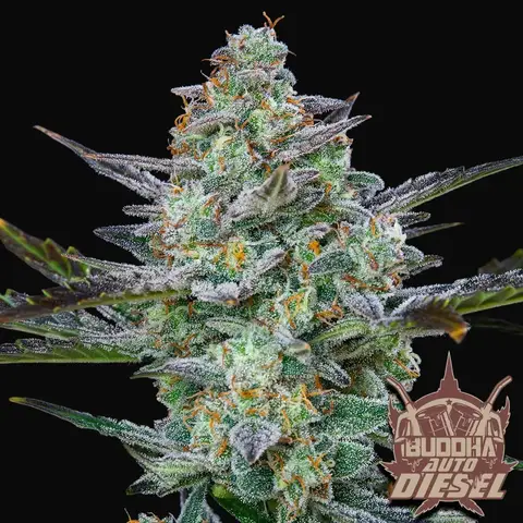 Buddha Auto Diesel