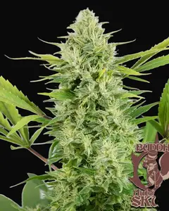 Buddha Auto Skunk