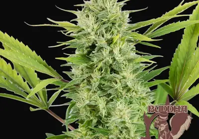 Buddha Auto Skunk