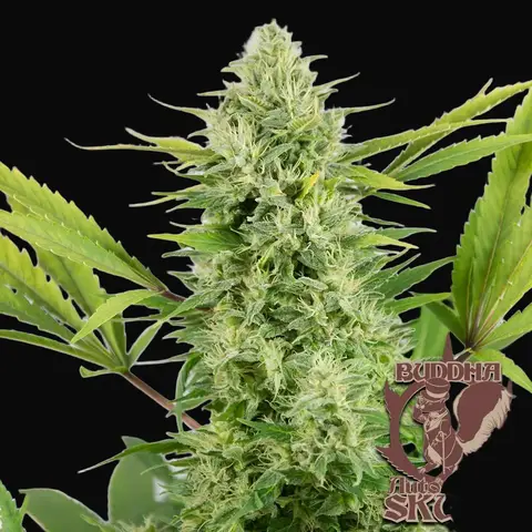Buddha Auto Skunk
