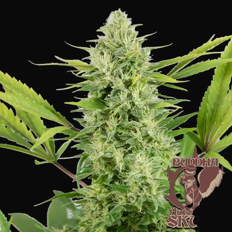 Buddha Auto Skunk