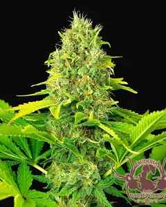 Buddha Auto White Widow