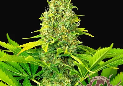 Buddha Auto White Widow