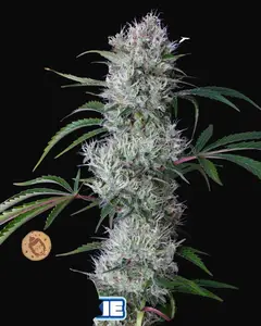 Buddha Auto Cookie