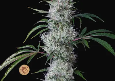 Buddha Auto Cookie