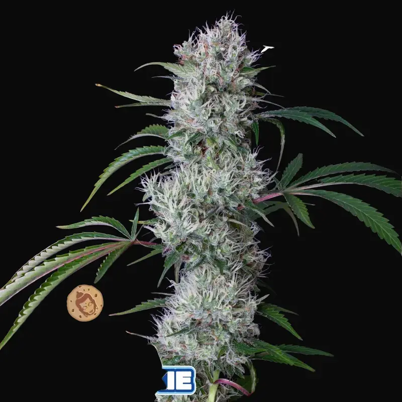 Buddha Auto Cookie