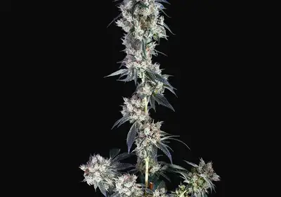 Buddha Cookie