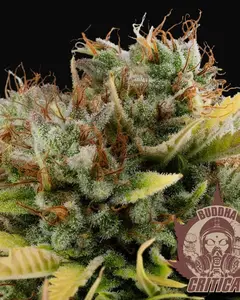 Buddha Critical
