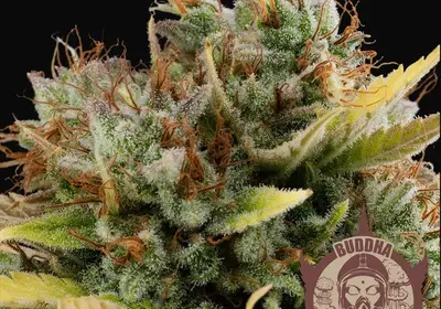 Buddha Critical