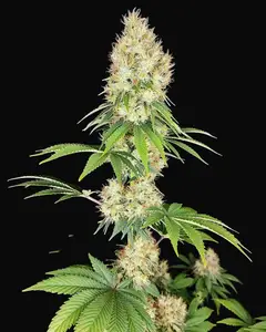 Buddha Diesel