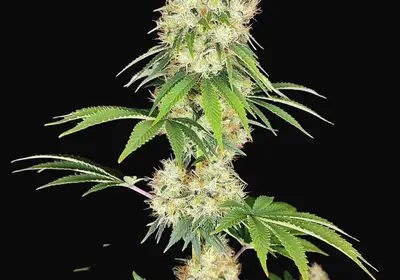 Buddha Diesel