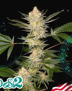 Buddha DoSi2