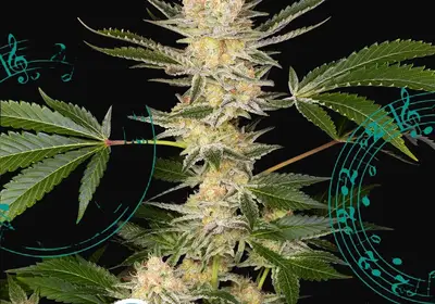 Buddha DoSi2
