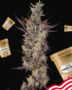 Buddha Gelato
